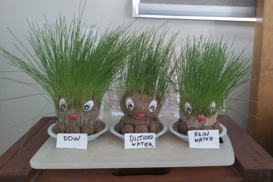 Three grass head dolls at day 10, showing final growth results after 10 days — DDW on the left with the most growth, distilled water in the middle, and Gold Coast rainwater on the right